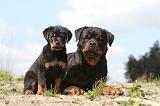 ROTTWEILER 178